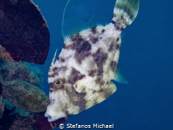 Reticulated Filefish - Stephanolepis diaspros by Stefanos Michael 
